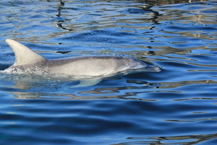 Capo Figari Dolphin Sighting from Olbia — Snorkel & Boat Tour