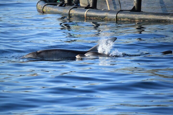 Capo Figari Dolphin Sighting from Olbia — Snorkel & Boat Tour photo 3
