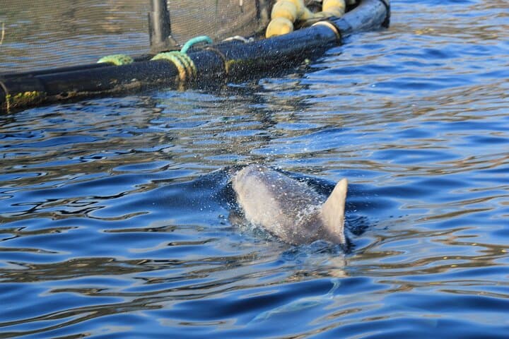 Capo Figari Dolphin Sighting from Olbia — Snorkel & Boat Tour photo 4