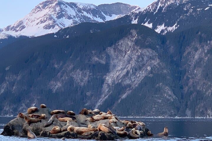 Waterfalls and Wildlife Scenic Cruise on Lynn Canal from Skagway photo 6