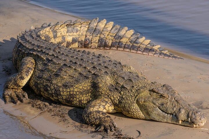 Full Day Phezulu Safari and Durban City Tour — Valley of a Thousand Hills Safari & Durban Highlights photo 5