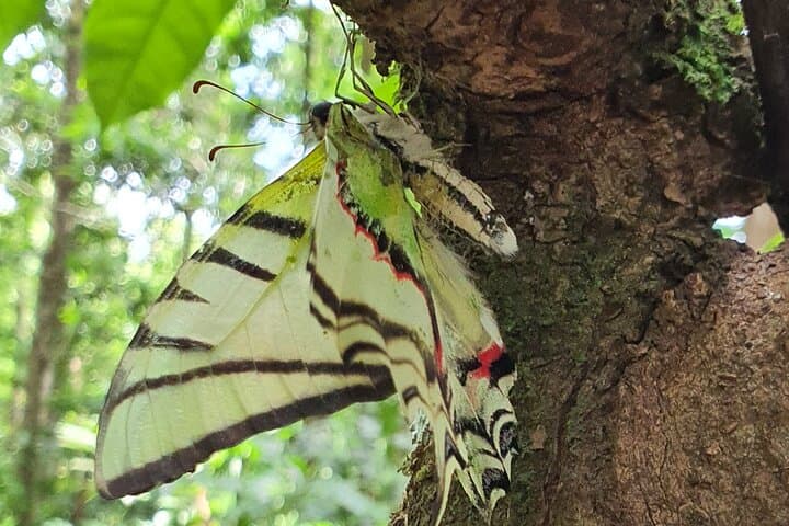 Palo Verde & Bijagua: Full-Day Water and Land Wildlife Safari from Playa Flamingo photo 3