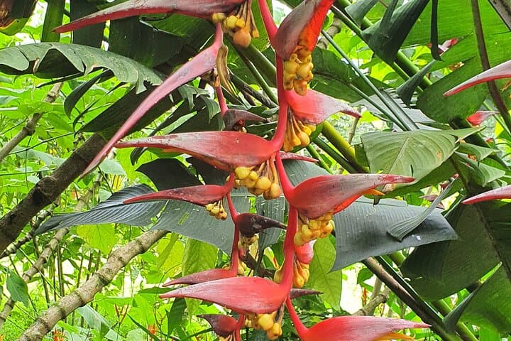 Palo Verde & Bijagua: Full-Day Water and Land Wildlife Safari from Playa Flamingo photo 4