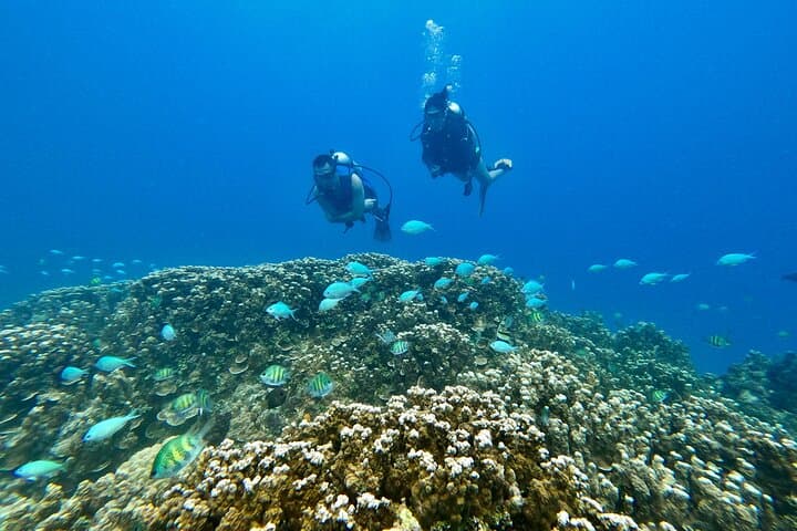 Introductory Scuba Dive at Apra Harbor: No Certification Needed