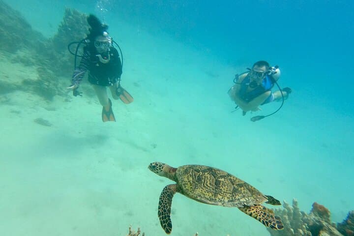 Introductory Scuba Dive at Apra Harbor: No Certification Needed photo 2