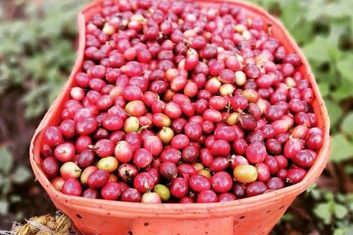 Private Salento & Cocora Valley Tour — Wax Palms, Hiking, and Finca Luguer Coffee Experience photo 1