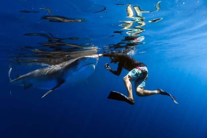 Haleiwa Shark Dive: Educational Research Snorkel with One Ocean Diving photo 5