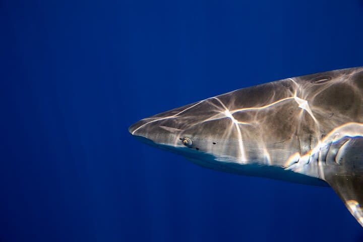 Haleiwa Shark Dive: Educational Research Snorkel with One Ocean Diving photo 6