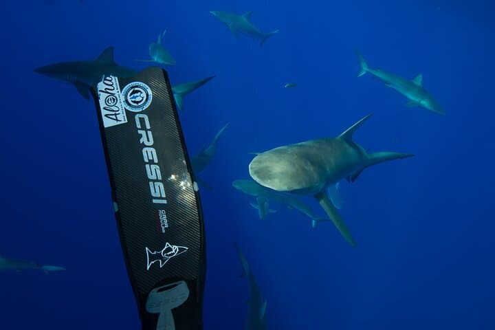 Haleiwa Shark Dive: Educational Research Snorkel with One Ocean Diving photo 4