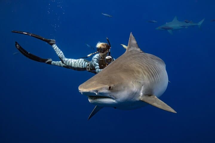 Haleiwa Shark Dive: Educational Research Snorkel with One Ocean Diving