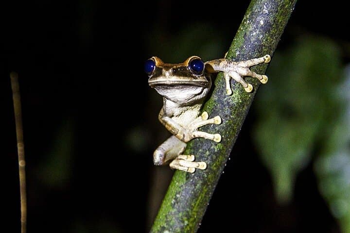 5-Day Cuyabeno Amazon Jungle Adventure at Tucan Lodge