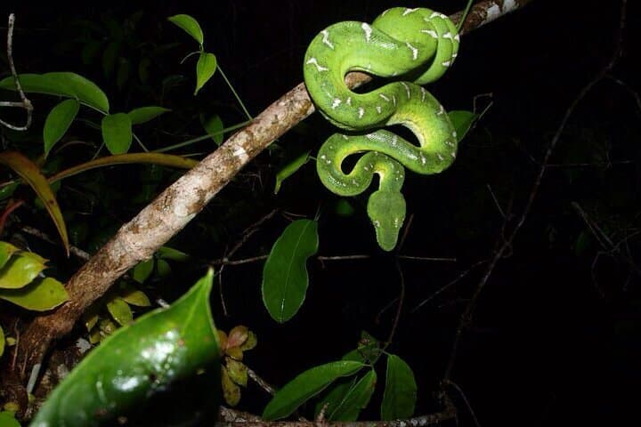 5-Day Cuyabeno Amazon Jungle Adventure at Tucan Lodge photo 6