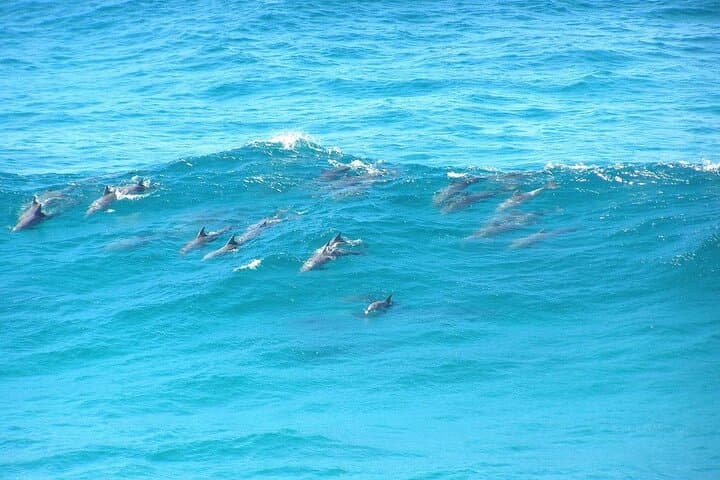 Moreton Bay Island Pub Crawl: High-Speed Boat Tour, Lunch & Wildlife from Brisbane photo 2