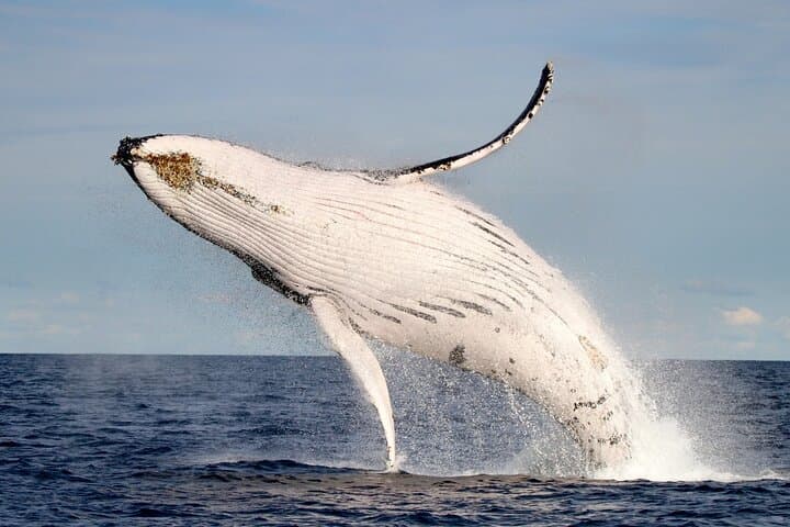 Lake Macquarie Whale Watching: Humpback Discovery Tour from Swansea