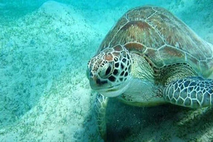 Abu Dabbab Dugong Bay Snorkeling Tour — Marsa Alam Red Sea photo 4