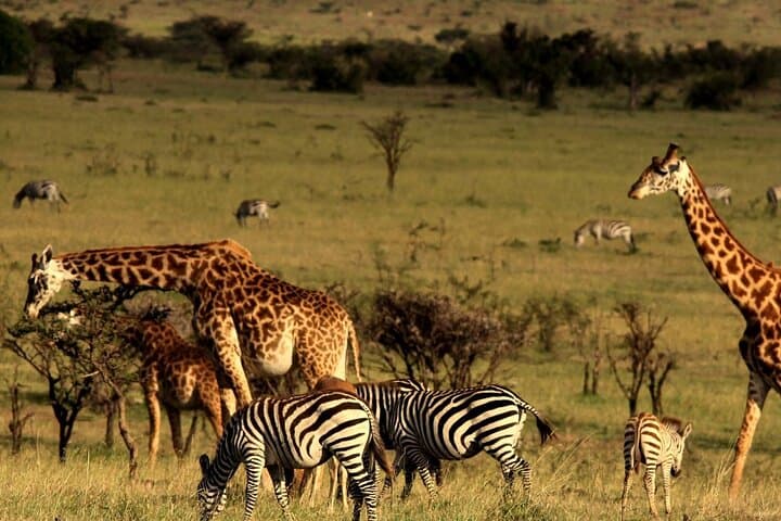 Durban to Cape Town: 7-Day Garden Route Adventure — Hiking, Safari & Whale Watching photo 3
