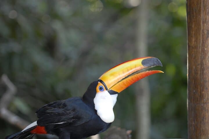 Iguazú Falls in One Day: Guided Walk, Train & Optional Boat Adventure photo 5