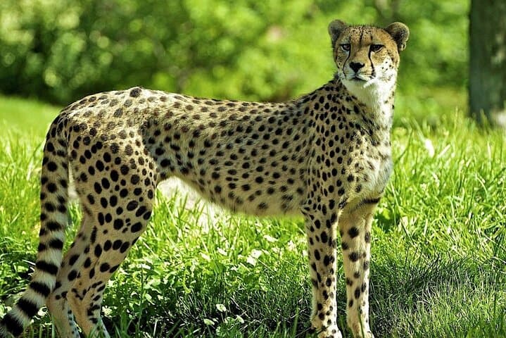 3-Day Garden Route & Botlierskop Game Safari from Cape Town photo 3