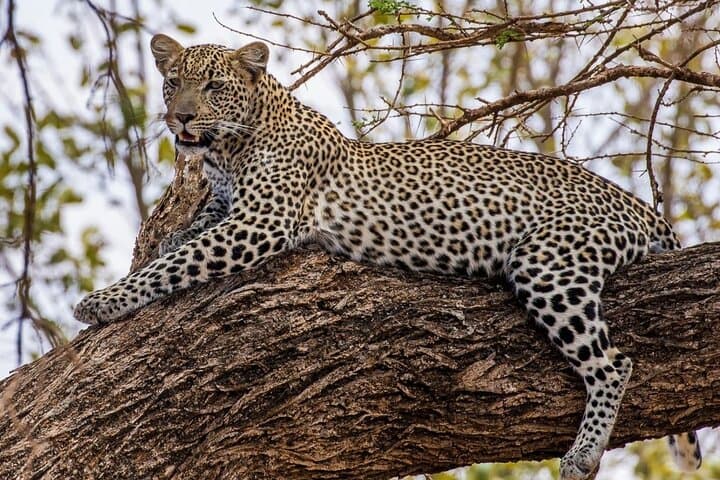 3-Day Garden Route & Botlierskop Game Safari from Cape Town