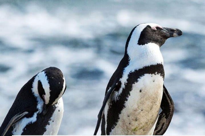 3-Day Garden Route & Botlierskop Game Safari from Cape Town photo 4