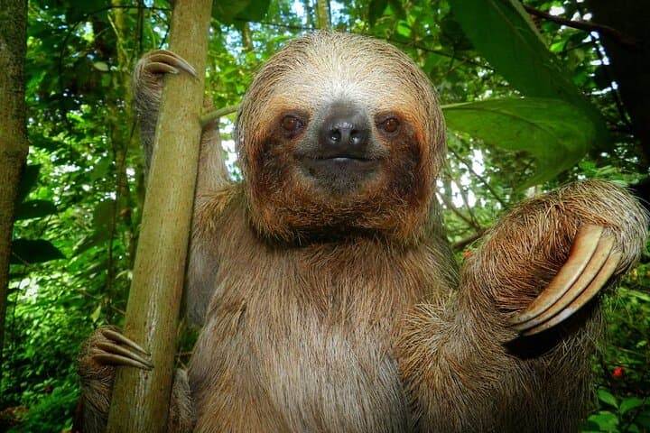 Ecocentro Danaus La Fortuna Guided Nature Experience — Birds, Sloths & Botanical Walks