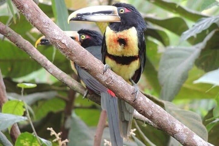 Mindo 2-Day Private Birdwatching & Adventure Tour from Quito