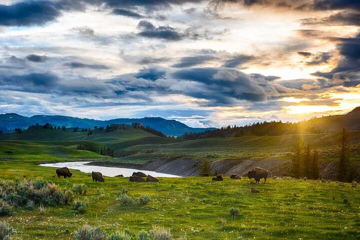 Exploring Yellowstone in a Day: The Ultimate Grand Loop Tour Experience photo 4