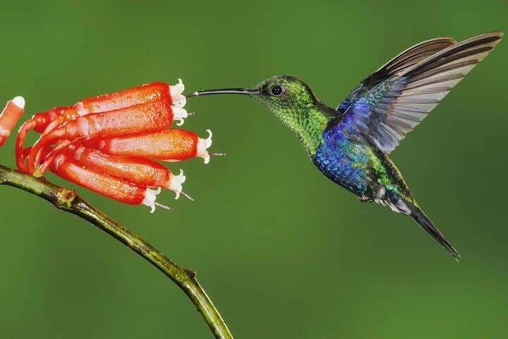 Mindo 2-Day Private Birdwatching & Adventure Tour from Quito photo 4