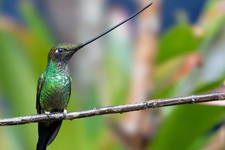 3-Day Private Birdwatching Tour in Ecuador's Chocó Cloud Forest