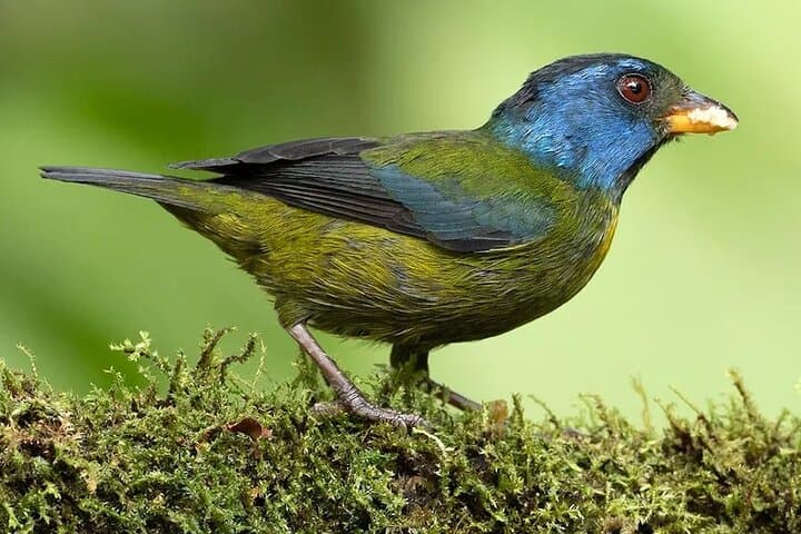 3-Day Private Birdwatching Tour in Ecuador's Chocó Cloud Forest photo 2