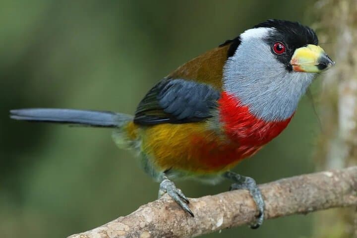 3-Day Private Birdwatching Tour in Ecuador's Chocó Cloud Forest photo 3