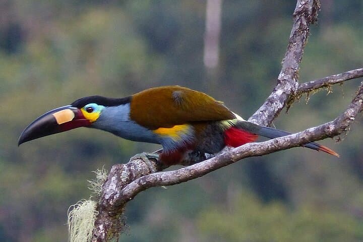 3-Day Private Birdwatching Tour in Ecuador's Chocó Cloud Forest photo 4