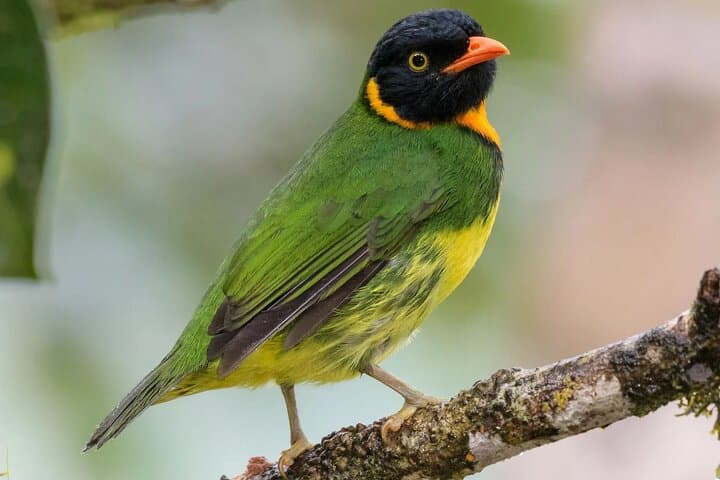 3-Day Private Birdwatching Tour in Ecuador's Chocó Cloud Forest photo 5
