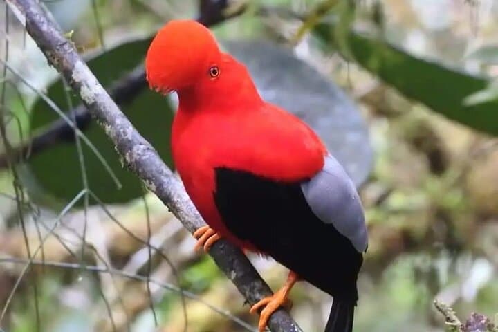 3-Day Private Birdwatching Tour in Ecuador's Chocó Cloud Forest photo 6