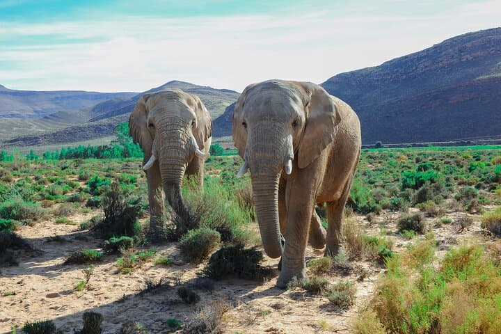 Aquila Big 5 Safari — Full-Day Private Transfer and Game Drive from Cape Town photo 2