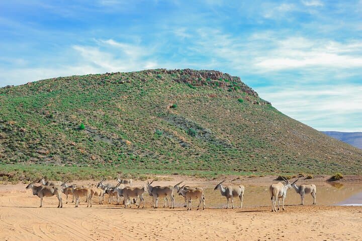 Aquila Big 5 Safari — Full-Day Private Transfer and Game Drive from Cape Town photo 3