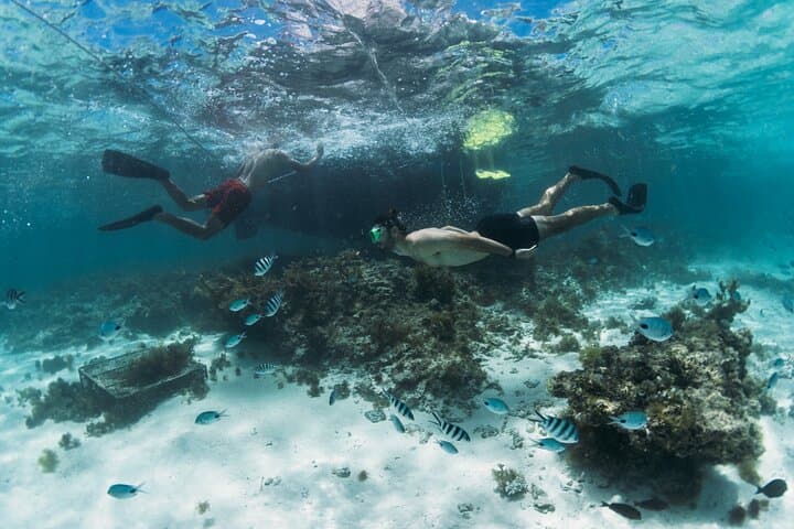 Northeast Mangrove Catamaran Cruise: Snorkel & Ilot Bernache Day Trip photo 6