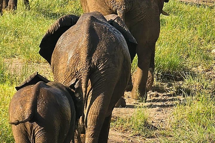 Sunrise & Sunset Game Drive in Zambezi National Park, Victoria Falls photo 4