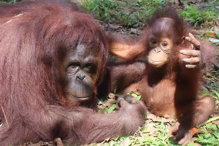 Orang Utan Island & Penang City Private Tour — Wildlife, Heritage and Street Art in One Day