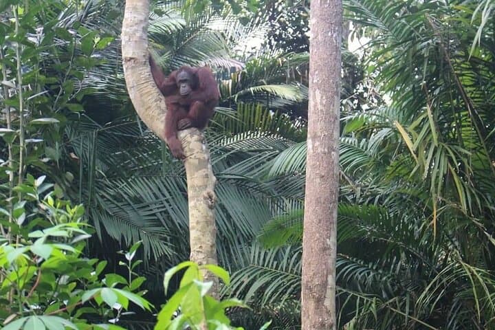 Orang Utan Island & Penang City Private Tour — Wildlife, Heritage and Street Art in One Day photo 3