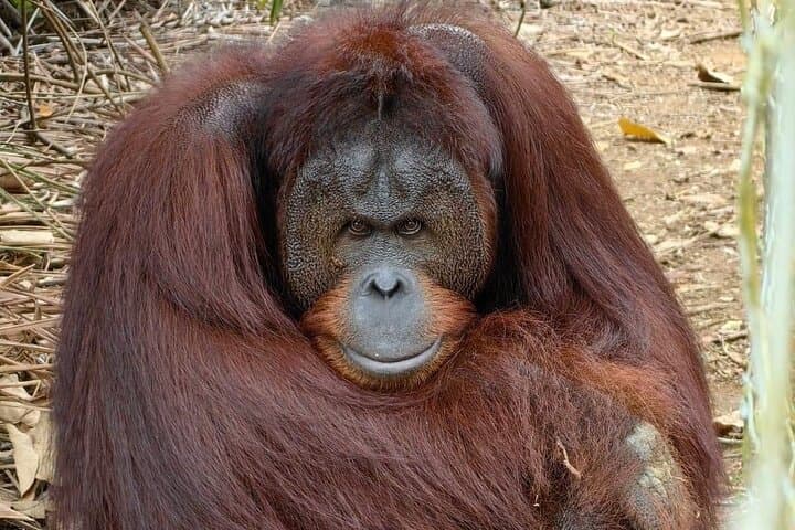 Orang Utan Island & Penang City Private Tour — Wildlife, Heritage and Street Art in One Day photo 4