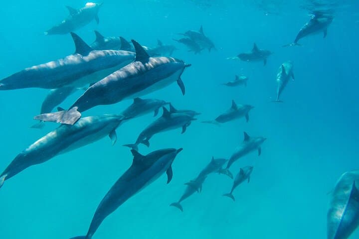 Private Dolphin Watching North Mauritius Speedboat Tour