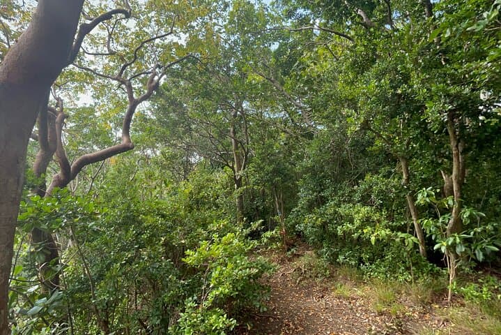 Wingfield Rainforest and Romney Manor Hike — St Kitts Forest Walk & Cultural Tour photo 2