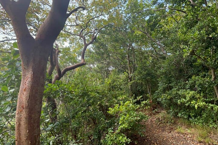 Wingfield Rainforest and Romney Manor Hike — St Kitts Forest Walk & Cultural Tour photo 3