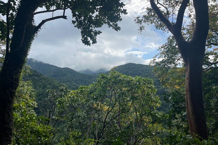 Wingfield Rainforest and Romney Manor Hike — St Kitts Forest Walk & Cultural Tour photo 4