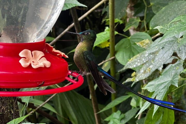Mindo Cloud Forest and Intiñan Equator Tour — Birding, Chocolate & Mitad del Mundo from Quito photo 4