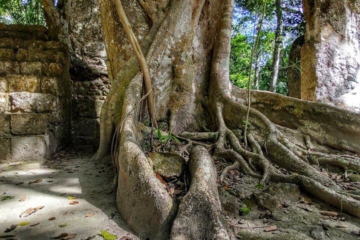 Explore Calakmul: Private Community Tourism Experience in Mexico's Selva de Reyes photo 4