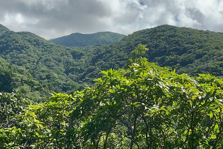 Wingfield Rainforest and Romney Manor Hike — St Kitts Forest Walk & Cultural Tour photo 6