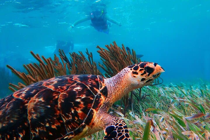 Puerto Morelos Reef Snorkel from Cancun with Beachside Lunch photo 2
