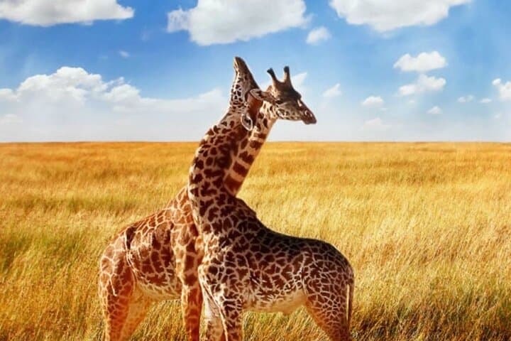 4-Day Garden Route Small-Group Tour: Cape Town to Addo, Knysna & Whale Coast photo 2